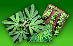 Лучшие семена марихуаны из Голландии и Испании